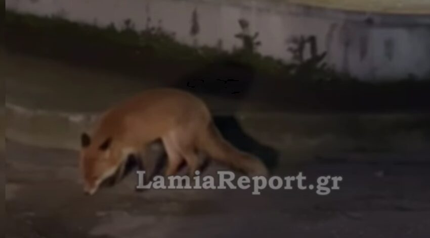  Λαμία: Πεινασμένη αλεπουδίτσα “σουλατσάρει” στους δρόμους της πόλης ψάχνοντας τροφή (vid)