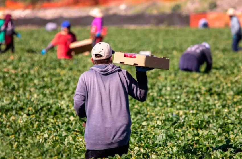  Άμεση παρέμβαση του ΔΣΑ για δικηγορική εταιρεία που φέρεται να προωθούσε μετανάστες ως “φτηνά εργατικά χέρια”