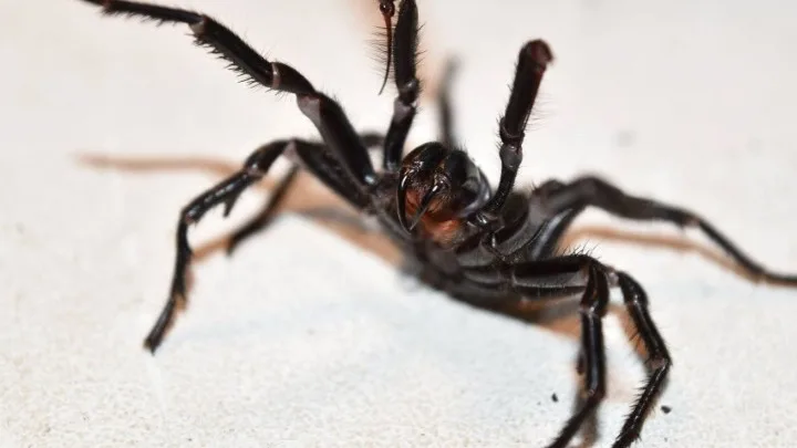  Αυστραλία: Bρέθηκε η μεγαλύτερη και πιο δηλητηριώδης αράχνη στον κόσμο