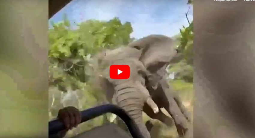  Βίντεο με τη θανάσιμη επίθεση ελέφαντα σε ομάδα τουριστών στη Ζάμπια
