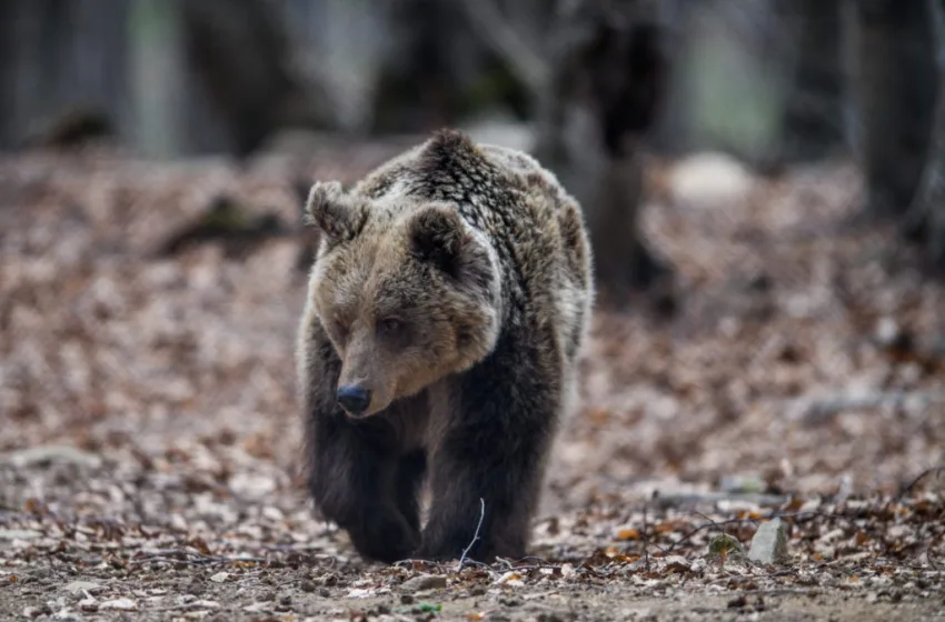  Κτηνωδία στα Γρεβενά: Νεκρή αρκούδα από δηλητηριασμένο δόλωμα (σκληρές εικόνες)