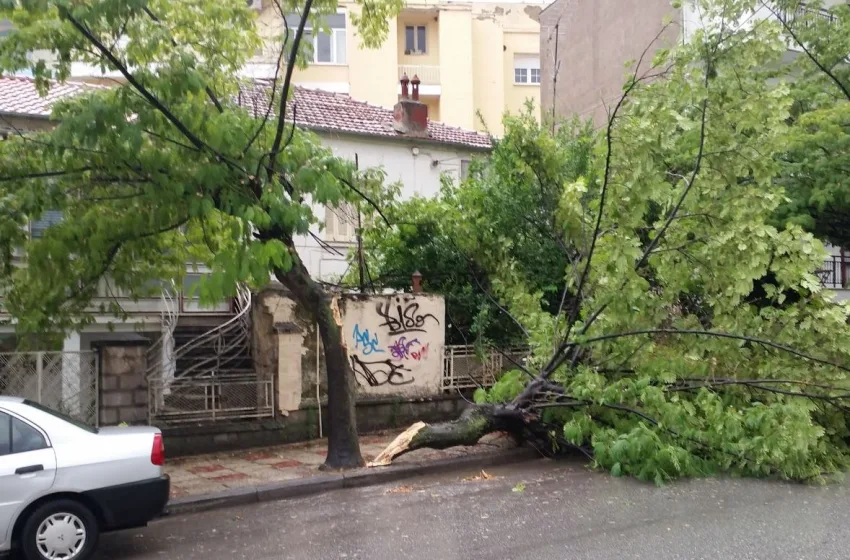  Θεσσαλονίκη: Πτώσεις δέντρων λόγω των ισχυρών ανέμων – Σε επιφυλακή η Πυροσβεστική Υπηρεσία