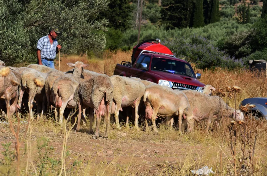  Ευλογιά προβάτων: Συναγερμός για τη νέα επιδημία από Έβρο έως Μεσσηνία-Κλείνουν πάλι σφαγεία- Έκτακτη σύσκεψη