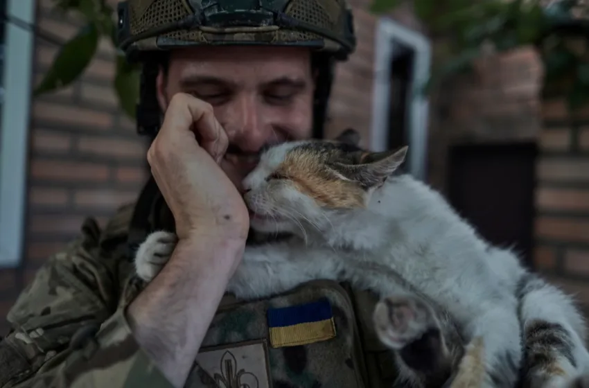  Γάτες… το κρυφό θανάσιμο όπλο των Ουκρανών