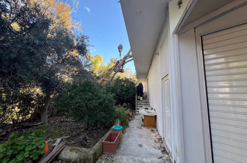  Χαλάνδρι: Λεύκα 20 μέτρων έπεσε πάνω σε σπίτι