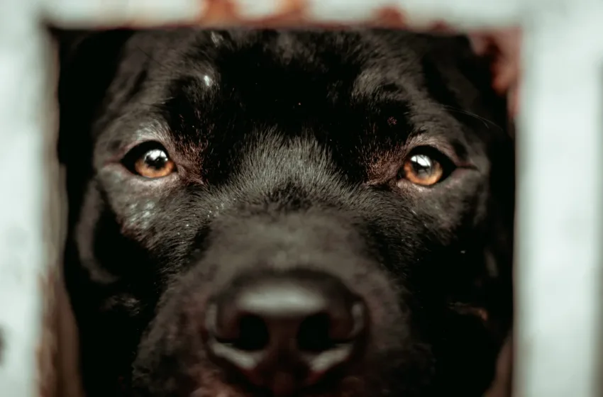  BDS: Το σύνδρομο του μαύρου σκύλου είναι μύθος αλλά και… πραγματικότητα μαζί